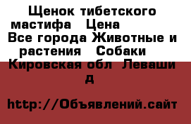 Щенок тибетского мастифа › Цена ­ 60 000 - Все города Животные и растения » Собаки   . Кировская обл.,Леваши д.